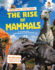 The Rise of Mammals (Prehistoric Field Guides)