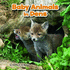 Baby Animals in Dens (Baby Animals and Their Homes) (Little Pebble: Baby Animals and Their Homes)