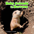 Baby Animals in Burrows (Little Pebble: Baby Animals and Their Homes)