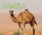 Camels (Pebble Plus: Meet Desert Animals)