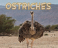 Ostriches