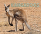 Meet Desert Animals: Kangaroos