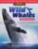 Amazing Animals: Wild Whales: Addition and Subtraction Ebook