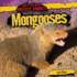 Mongooses (Bad to the Bone: Nastiest Animals, 6)