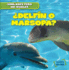 Delfn O Marsopa? (Dolphin or Porpoise?)