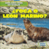 Foca O Len Marino? / Seal Or Sea Lion? (Similares Pero No Iguales / Animal Look-Alikes) (Spanish Edition)