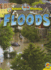 Floods (Natural Disasters)