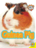 Guinea Pig (Caring for My Pet)