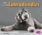 You'll Love Labradoodles