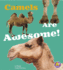 Camels Are Awesome! (a+ Books: Awesome Asian Animals)