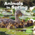 Animals in Spring (Celebrate Spring)