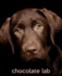 Chocolate Lab: a Gift Journal for People Who Love Dogs: Chocolate Labrador Retriever Puppy Edition: 16 (So Cute Puppies)