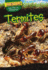 Termites (Dig Deep! Bugs That Live Underground)