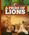 A Pride of Lions