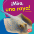 Mira, Una Raya! (Look, a Ray! )