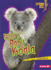 Meet a Baby Koala Format: Paperback