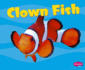 Clown Fish Pb,