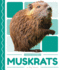 Muskrats (Pond Animals)