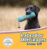 Labrador Retrievers Show Off