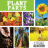 Plant Parts: Vol 4