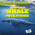 Humpback Whale Migrations (Incredible Animal Migrations)