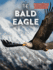 The Bald Eagle