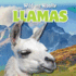 Llamas