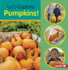 Let's Explore Pumpkins! Format: Paperback
