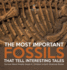 The Most Important Fossils That Tell Interesting Tales Curious About Fossils Grade 5 Children's Earth Sciences Books