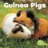 Guinea Pigs Our Pets