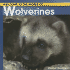 Welcome to the World of Wolverines