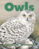Owls (Kids Can Press Wildlife Series)