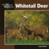 Whitetail Deer