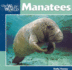 Manatees (Our Wild World)