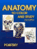 Anatomy to Color and Study