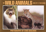 The Wild Animals: Book of 21 Postcards