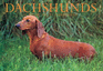 Dachshunds