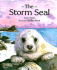 The Storm Seal