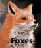 Foxes