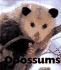 Opossums