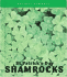St. Patrick's Day Shamrocks