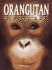 Orangutan Rescue