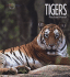 Tigers