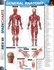 General Anatomy (Sparkcharts)