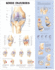 Knee Injuries Anatomical Chart