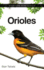 Orioles (Backyard Bird Feeding Guides)