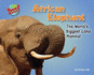 African Elephant: the World's Biggest Land Mammal (Supersized! )