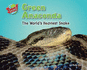 Green Anaconda: the World's Heaviest Snake