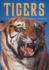 Tigers (a Portrait of the Animal World)