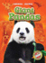 Giant Pandas (Blastoff! Readers: Animal Safari) (Blastoff Readers. Level 1)